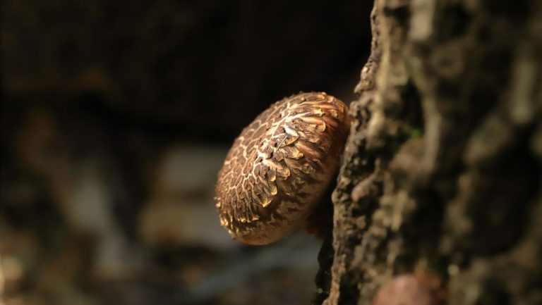 shiitake gomba a természetben