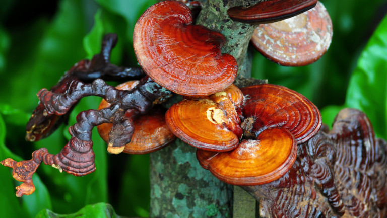 ganoderma