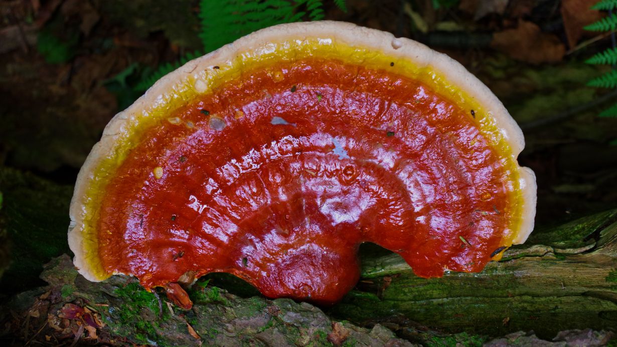 ganoderma-reishi